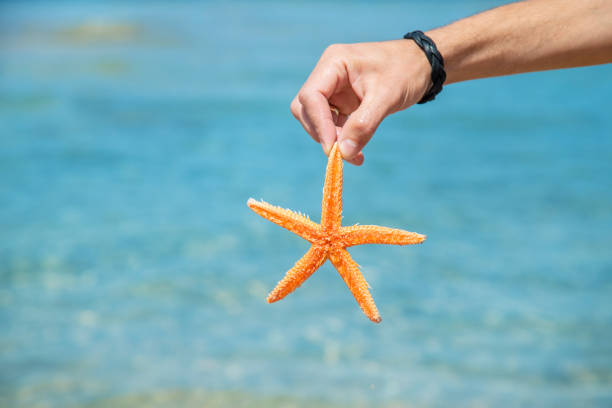 istock starfish on the beach in the hands of a man. Selective focus. 1165571433