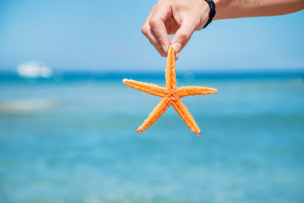 istock starfish on the beach in the hands of a man. Selective focus. 1165571437
