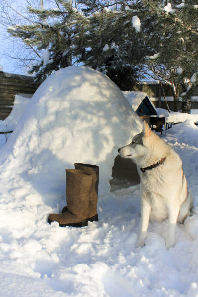 istock a dog guards the entrance to the Igloo 1165571503