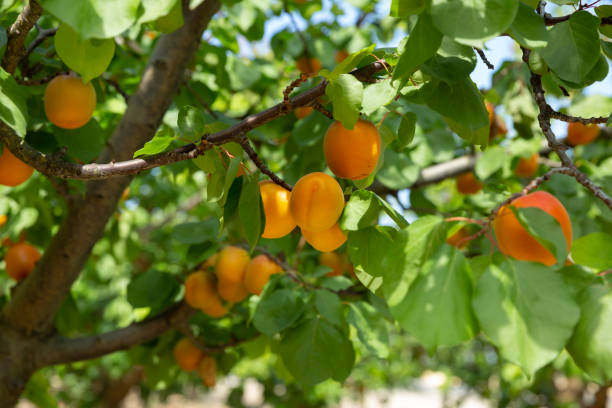 istock Apricots on trees at fruit plantation 1165572172