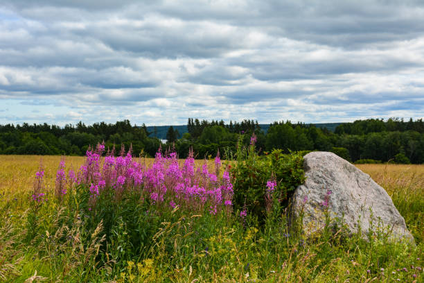istock Pink flowers against a cloudy sky 1165573236