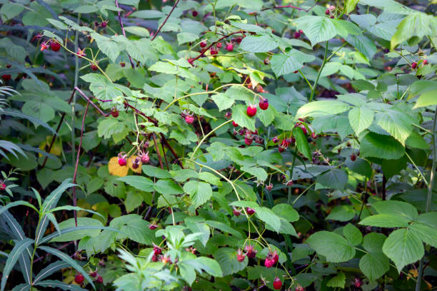 istock Ripe red berries of the forest raspberry on the branch close-up. 1165573276