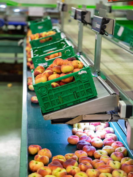istock Fresh peaches on conveyor of  modern tech production sorting line 1165573400