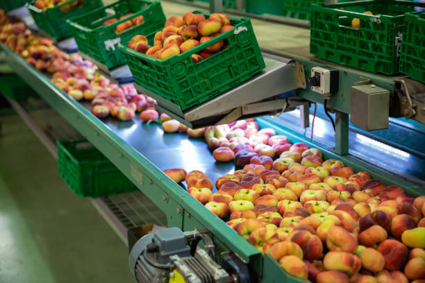 istock Fresh peaches on conveyor belt of sorting production line 1165573409