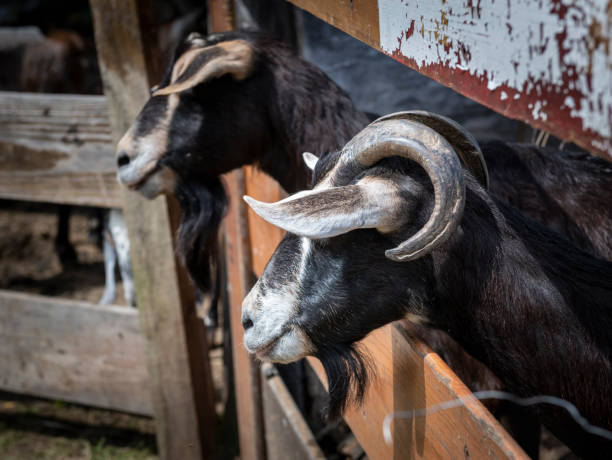 istock Goat Close-up with Curling Horns 1165573594
