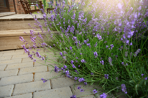 Blooming aromatic lavender plant in modern backyard at sunlight