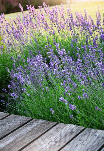 istock Blooming aromatic lavender plant in modern backyard at sunlight 1165575183