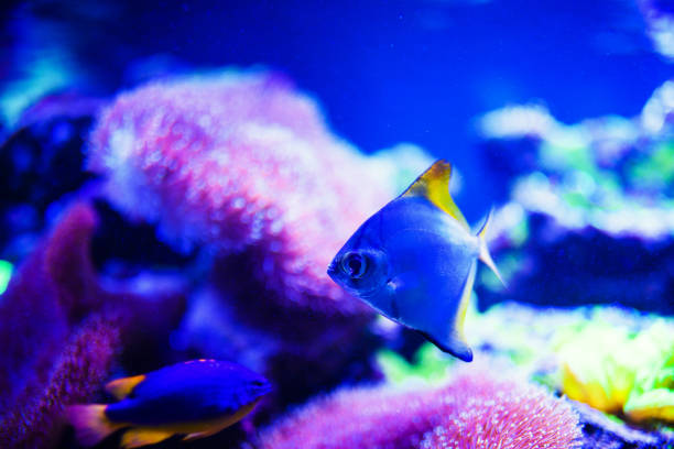 istock Wonderful and beautiful underwater world with corals and tropical fish. 1165576553