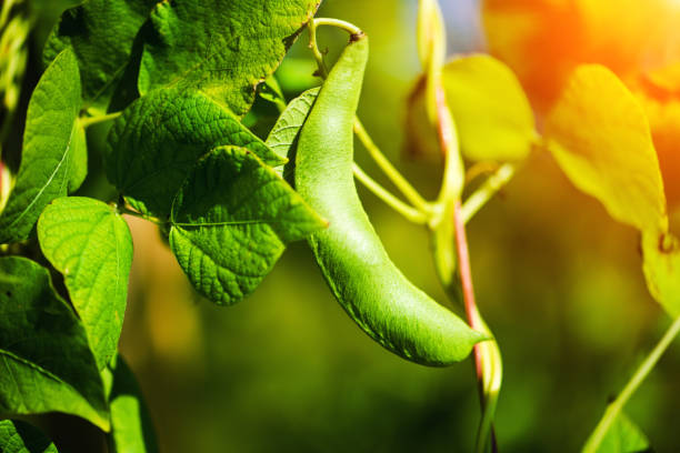 hastes novas de um feijão de corda em pólos - bush bean - fotografias e filmes do acervo