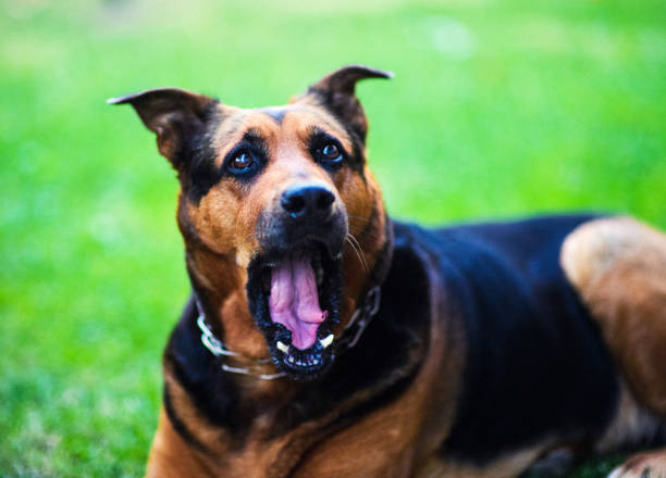 istock Shocked dog on green background, 1165576618