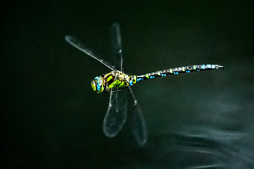 Close-up of flying dragonfly. The photo was taken at dusk when the water surface on pond turned dark from surrounding vegetation. Characteristic long wings, huge eyes and other details are clearly visible.