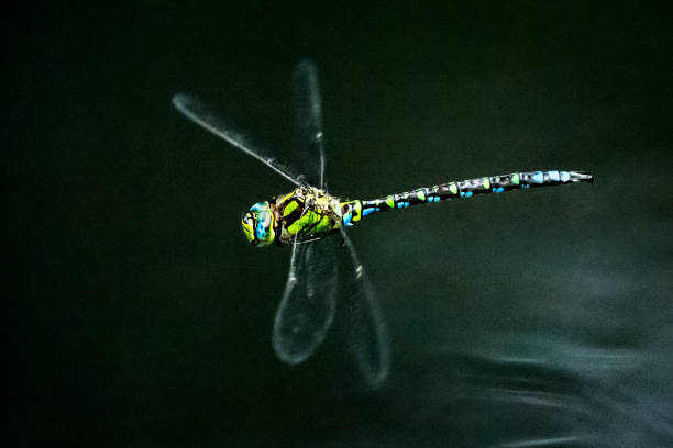 Flying dragonfly against dark water surface Close-up of flying dragonfly. The photo was taken at dusk when the water surface on pond turned dark from surrounding vegetation. Characteristic long wings, huge eyes and other details are clearly visible. compound eye photos stock pictures, royalty-free photos & images