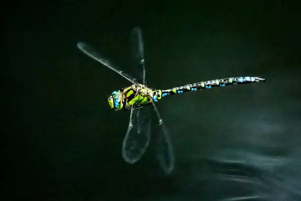 Photo of Flying dragonfly against dark water surface