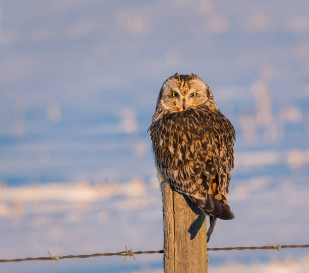 istock Short eared owl in the wild 1165578523