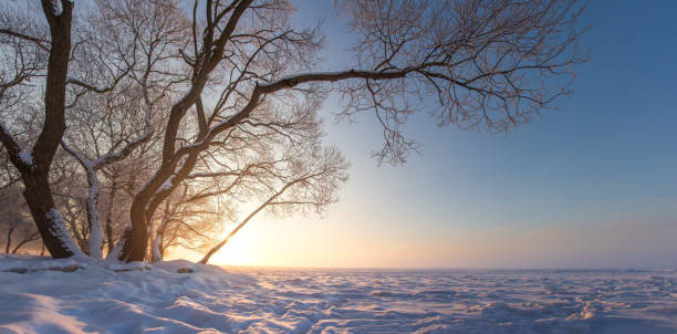 paysage de nature d'hiver au coucher du soleil. soirée ensoleillée d'hiver. scène d'hiver. neige et gel. arbre enneigé. fond de noel - tranquil scene tree sunset snow photos et images de collection