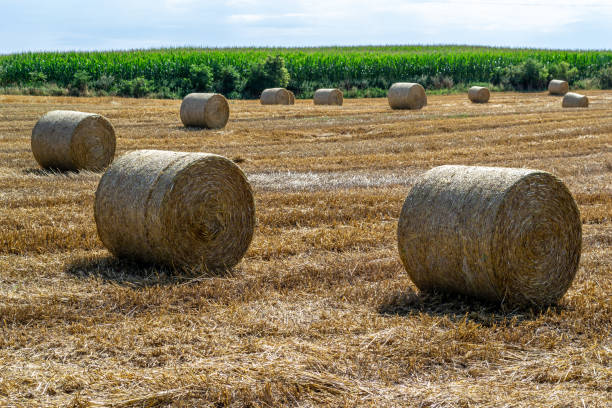 istock Straw rollers on a mowed field, right after harvest. 1165579057