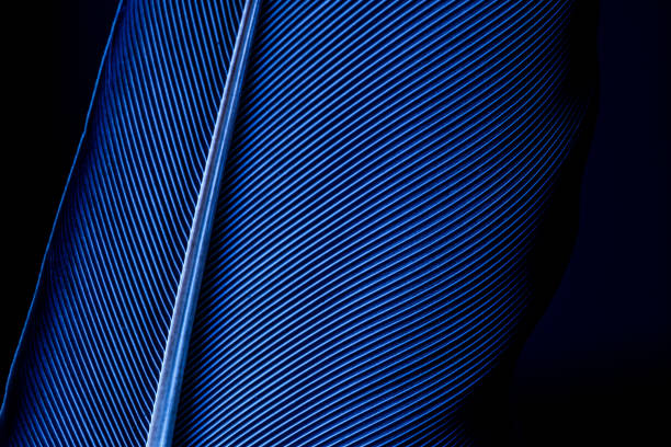 Parrot feather macro texture,Blue macro feather,Blue and Purple Feathers