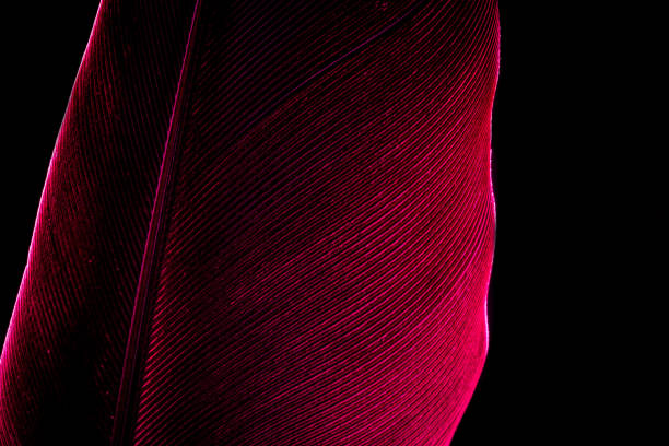 istock Red macro feather,Parrot feathers, red, yellow and blue exotic texture,Red/Yellow Feathers 1165579777