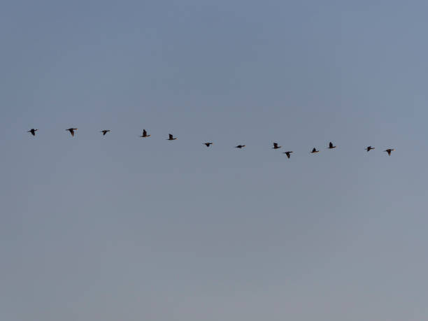 istock Blue sky with silhouette of birds 1165580142