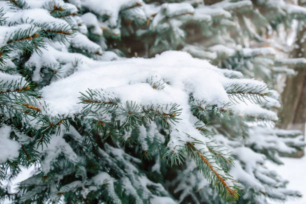 istock Fir tree branch covered with snow. Snowy winter background with Christmas tree outdoors 1165580148