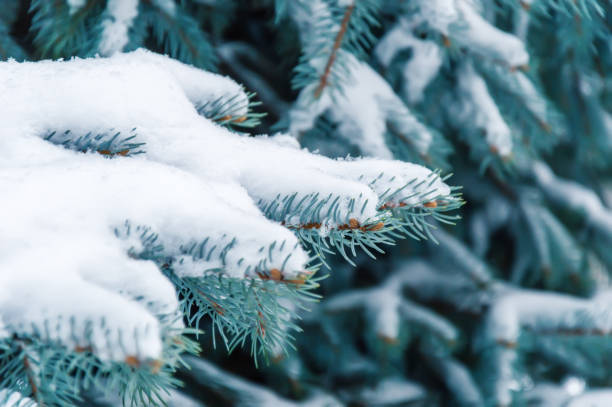 istock Fir tree branch covered with snow. Snowy winter background with Christmas tree outdoors 1165580149
