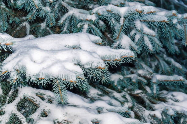 istock Fir tree branch covered with snow. Snowy winter background with Christmas tree outdoors 1165580155