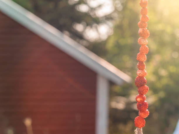 Ripe strawberry fruits in a garden in July, England, United Kingdom
