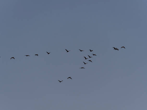 istock Blue sky with silhouette of birds 1165580366