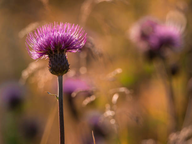 istock Single purple thistle in focus with bokeh 1165580490