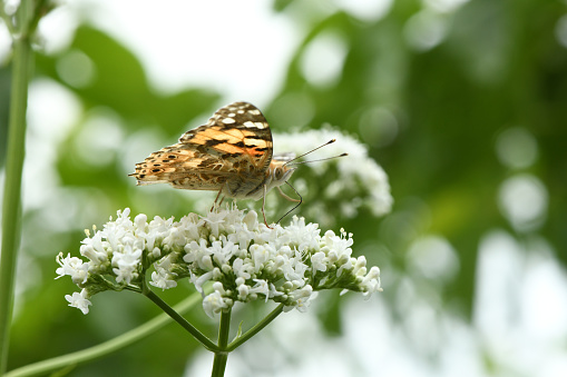 Beautiful painted lady (Vanessa cardui) pollinating at bright valerian flowers
