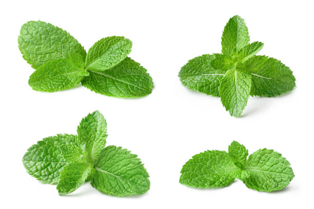 Mint leaves on white Collection of fresh mint leaves, isolated on white background garnish stock pictures, royalty-free photos & images