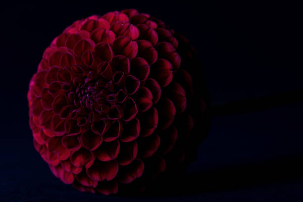 istock Beautiful Dahlia Flowers isolated background 1165583243