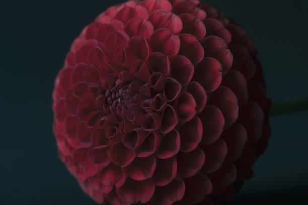 istock Beautiful Dahlia Flowers isolated background 1165583244