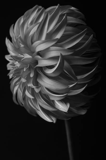 istock Beautiful Dahlia Flowers isolated background 1165583251