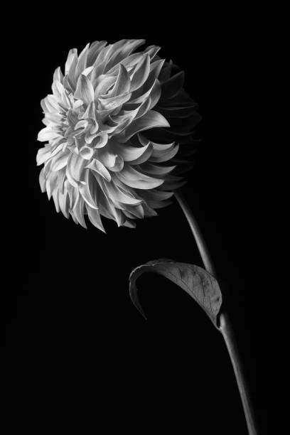 istock Beautiful Dahlia Flowers isolated background 1165583253