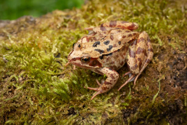 istock Mature frog from above on a mossy log 1165584583