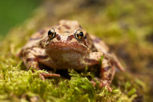 istock Mature frog on a mossy log facing the camera 1165584692