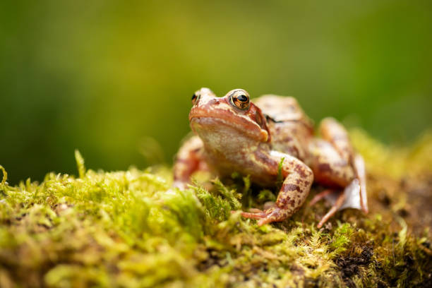 istock Mature frog on a mossy log 1165584759