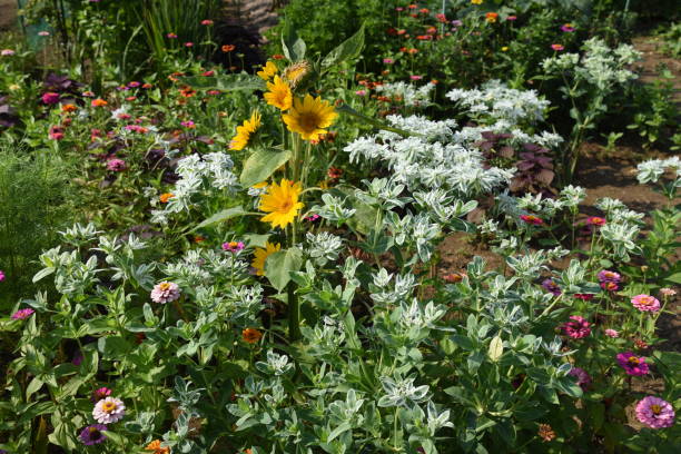 istock Snow on the mountain flowers / Euphorbia marginata 1165585973