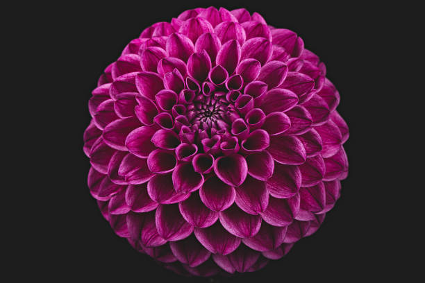 istock Beautiful Dahlia Flower 1165586158
