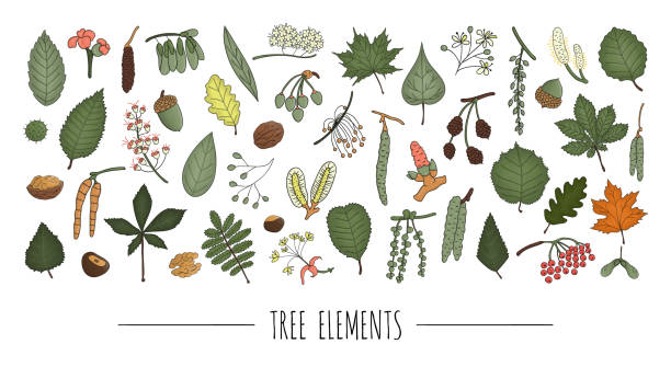 illustrations, cliparts, dessins animés et icônes de ensemble de vecteur des éléments colorés d'arbre d'isolement sur le fond blanc. pack coloré de bouleau, érable, chêne, rowan, châtaignier, noisette, tilleul, aulne, tremble, orme, peuplier, saule, noyer, feuilles de cendres. style de dessin animé - chestnut tree leaf tree white background