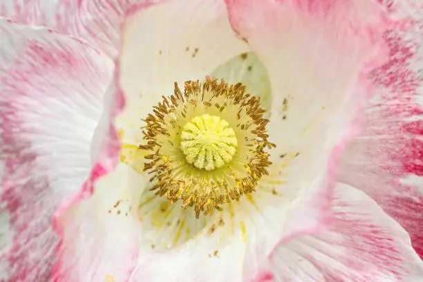 Photo of close up of blooming pink poppy flower with yellow stamen