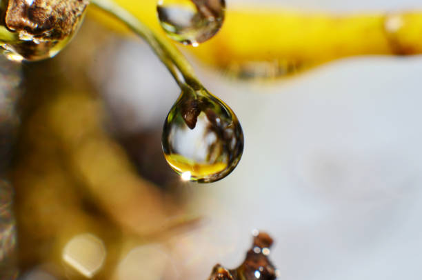 Dewdrops stick to the tips of twigs and branches are shaped like clear air balloons sparkling in the morning\