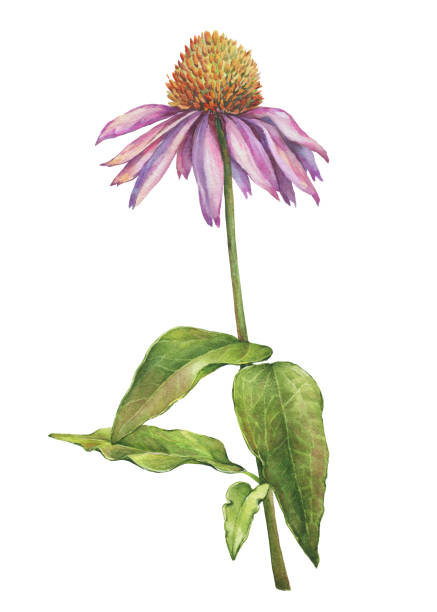 echinacea purpurea kwiat z bliska (znany również jako coneflower, tennesseensis, laevigata, pallida, angustifolia). akwarela ręcznie rysowane ilustracja malarstwa izolowane na białym tle. - coneflower stock illustrations