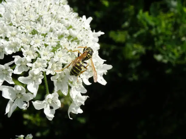 A european wasp on the flowers giant Hogweed,  scientific name Heracleum mantegazzianum, and sipping nectar,