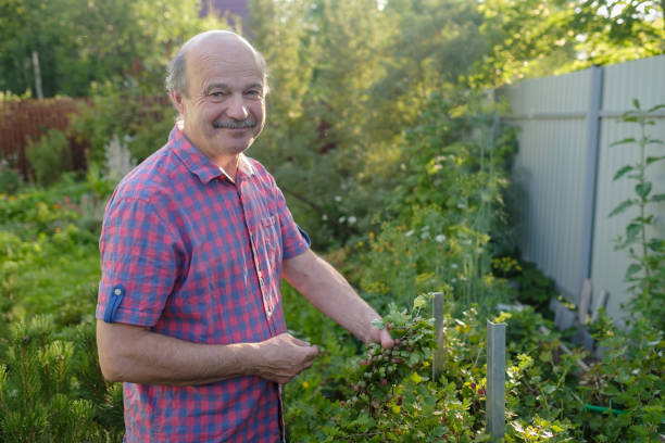 istock Caucasian man picking gooseberry in the orchard 1165590682