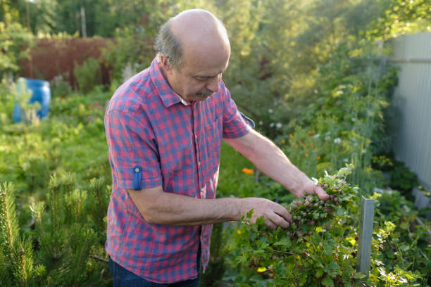 istock Caucasian man picking gooseberry in the orchard 1165590685