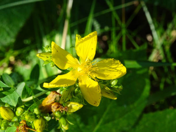 istock Perforate St John's-wort, scientific name Hypericum perforatum, under the warm sunlight 1165590695