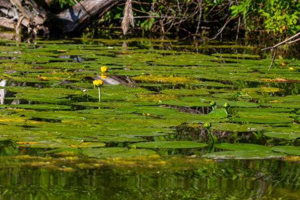 istock The yellow water-lily (Nuphar lutea) 1165590746