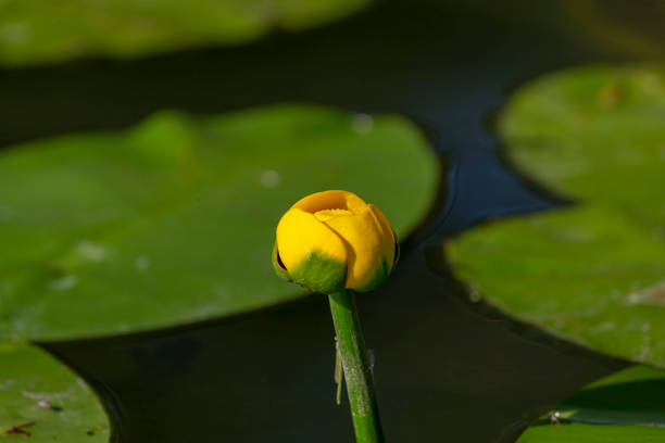 istock The yellow water-lily (Nuphar lutea) 1165590757